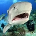 shark_tiger_ft_lbb_h_3492_bah4163.jpg